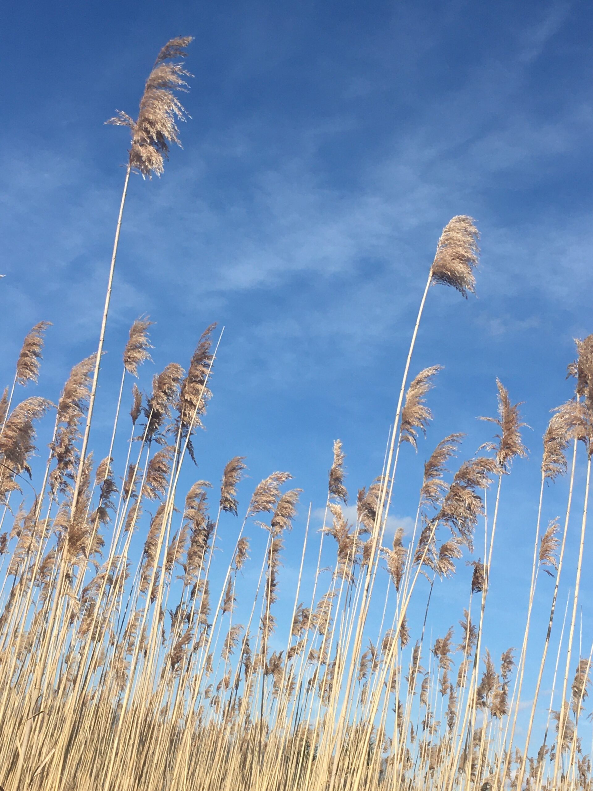 beach grass waving in the autumn wind against a clear blue sky