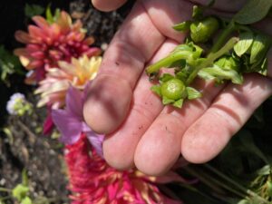 photo of a hand holding small green buds of the dahlia flower with dahlias booms in the background