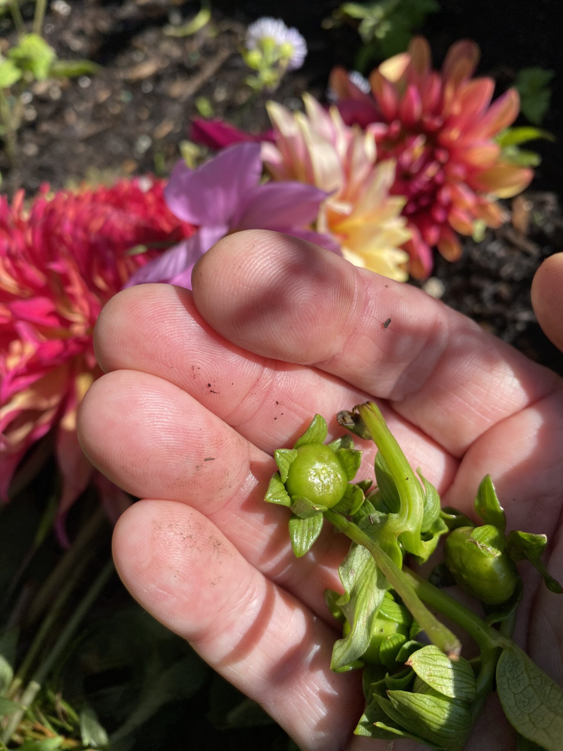 a photo of a hand holding small green buds of the dahlia flower with dahlias booms in the background